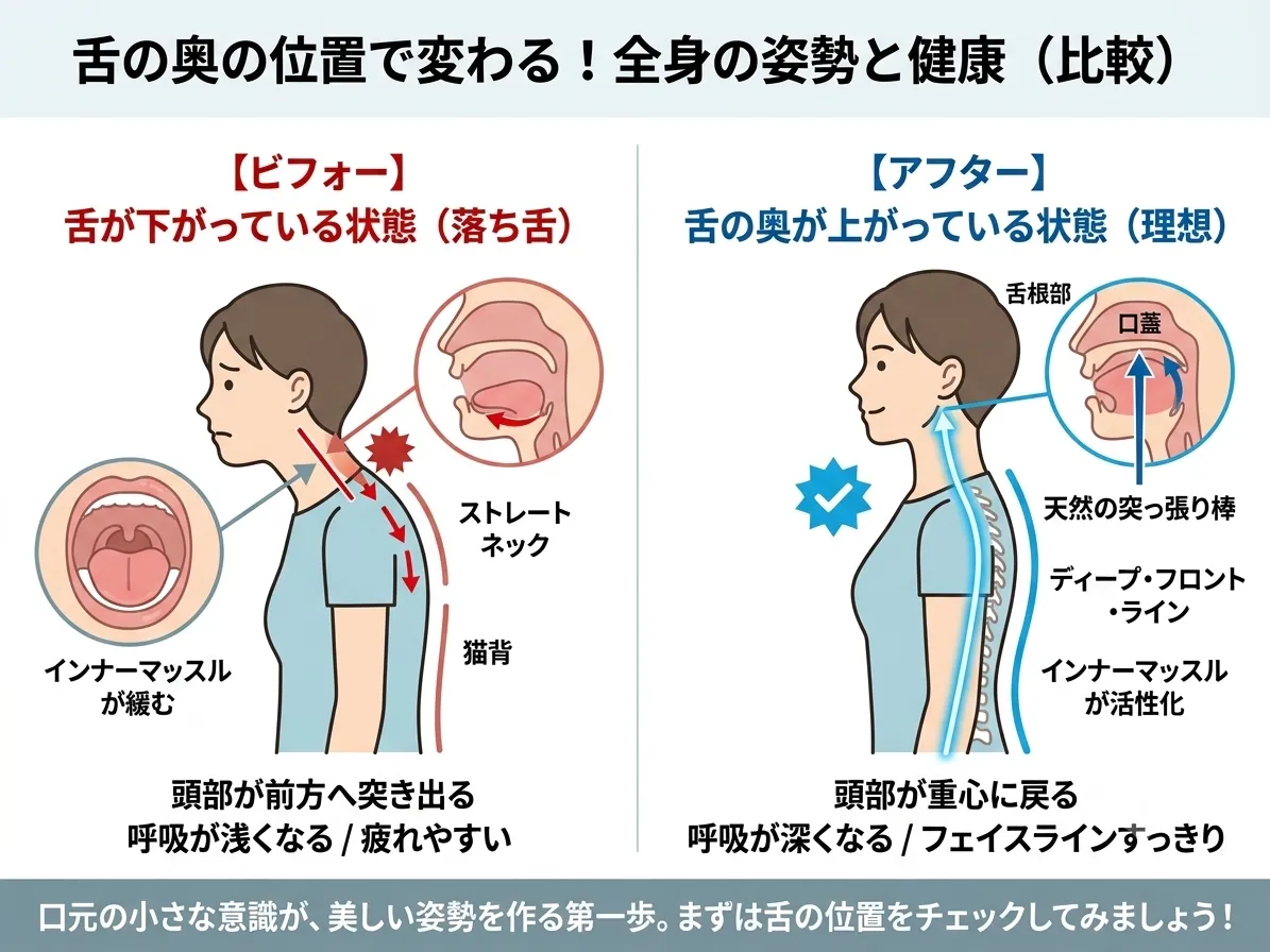舌の奥が上がると、なぜ姿勢がピシッと整うのか？　新宿・食いしばり・骨盤矯正・小顔矯正・顎関節症・顔の左右差ならailesシンメトリー矯正院